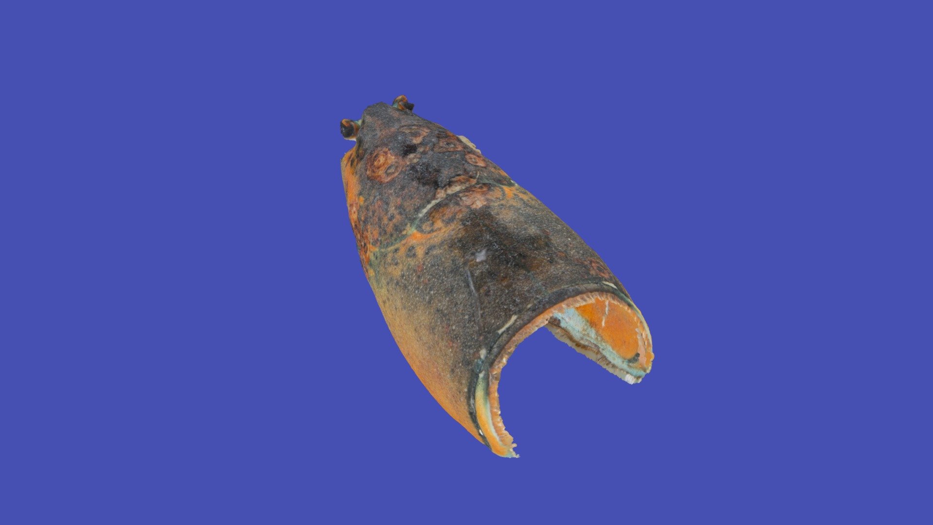 Am Lobster 19 Fall 2018 ESD level 2