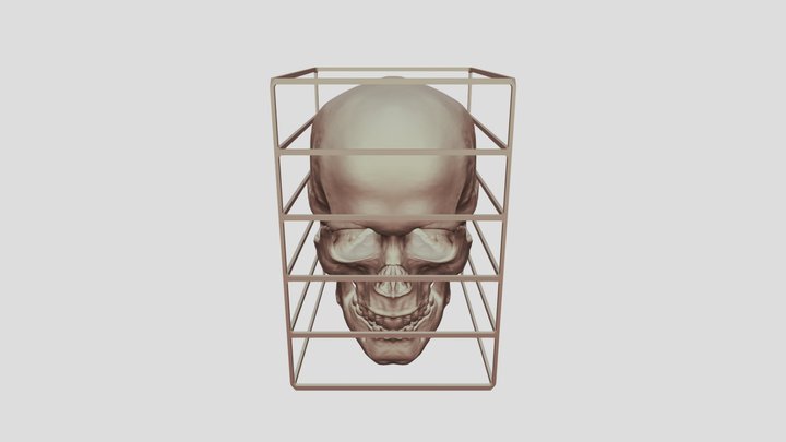 - Skull_2 3D Model
