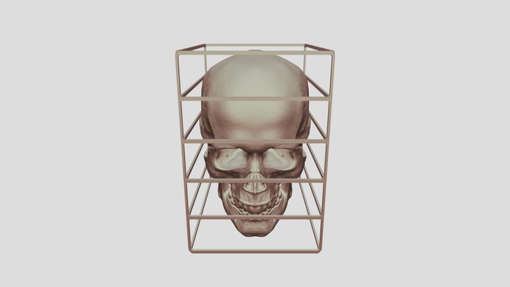 - Skull_2 3D Model