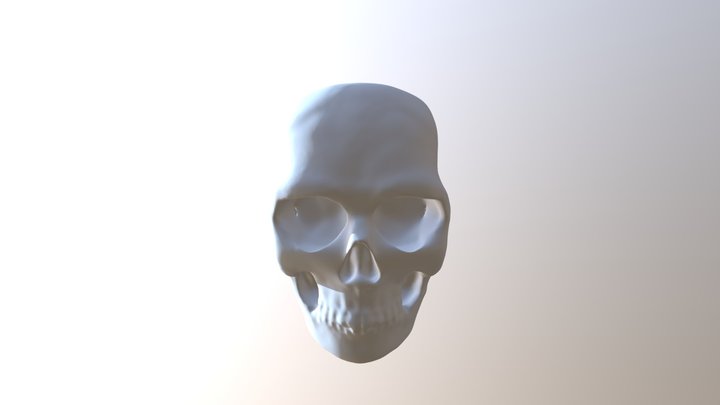 Skull 3D Model
