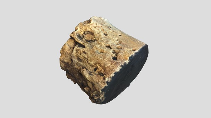 Bored Petrified Wood Limb 3D Model