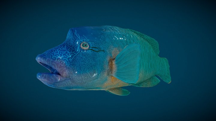 Cheilinus_undulatus 3D Model