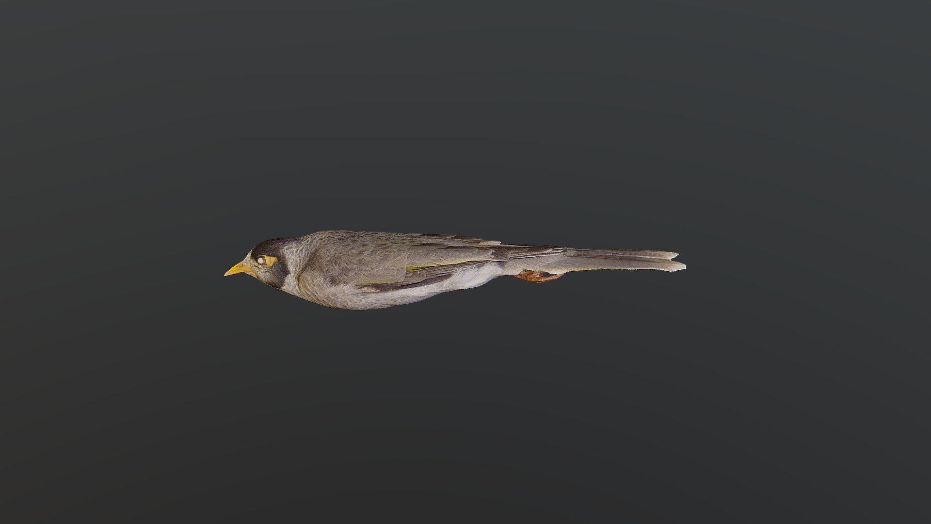 Noisy Miner - Manorina melanocephala