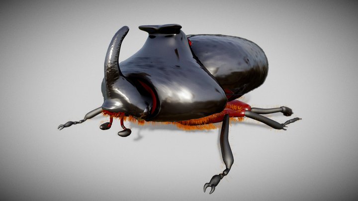 Rhinoceros beetle 3D Model