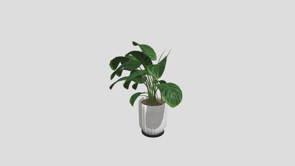 Monstera Plant