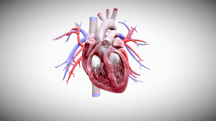 正常心脏泵血过程 3D Model