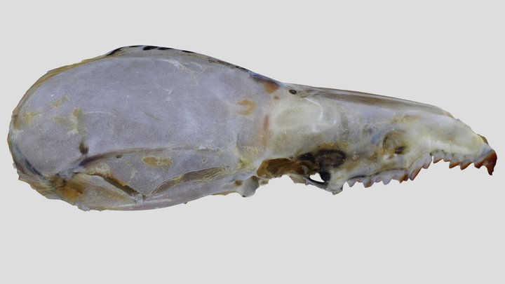 Shrew 3D models - Sketchfab