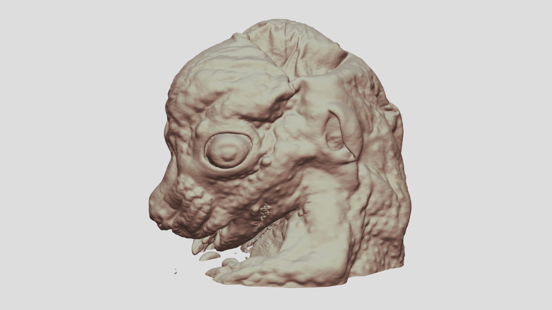 E14.5 Mouse Embryo Head