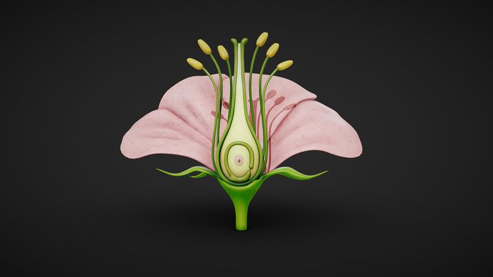 Anatomy of A Flower 3D Model