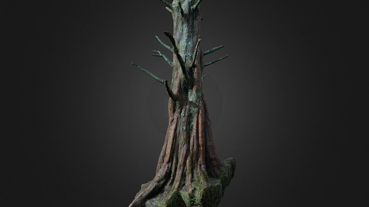 Metasequoia tree (photogrammetry) 3D Model