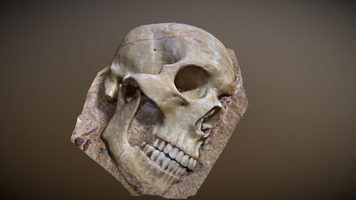 Half buried skull 3D Model