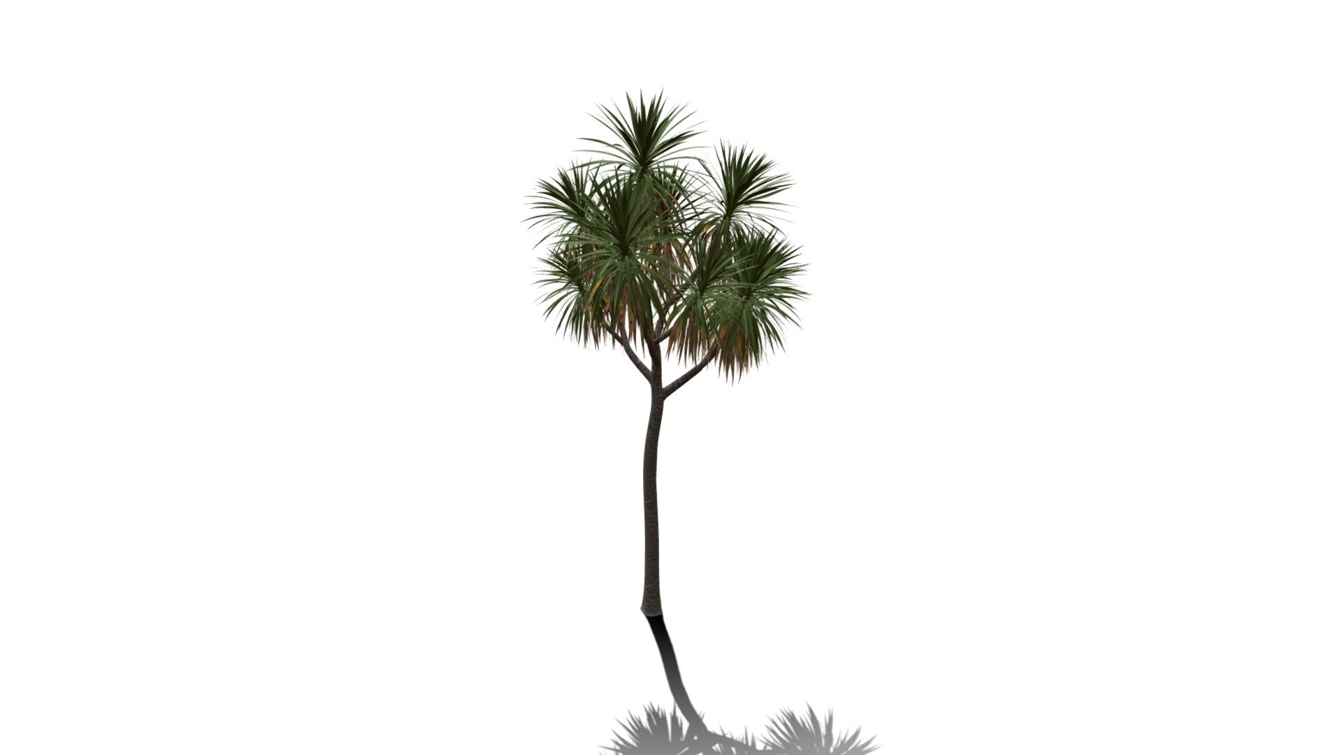 Realistic HD Cabbage tree (28/50) - Download Free 3D model by ...