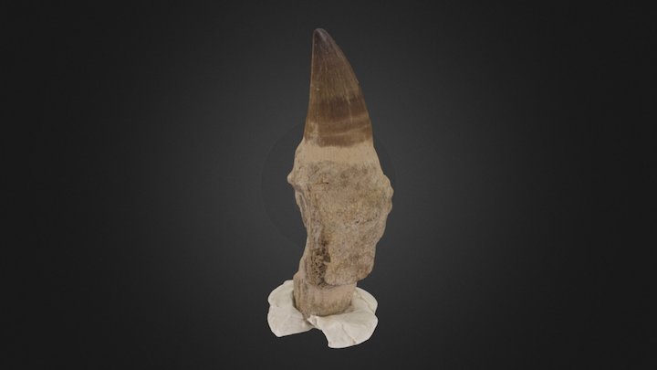 Diente de mosasaurio 3D Model