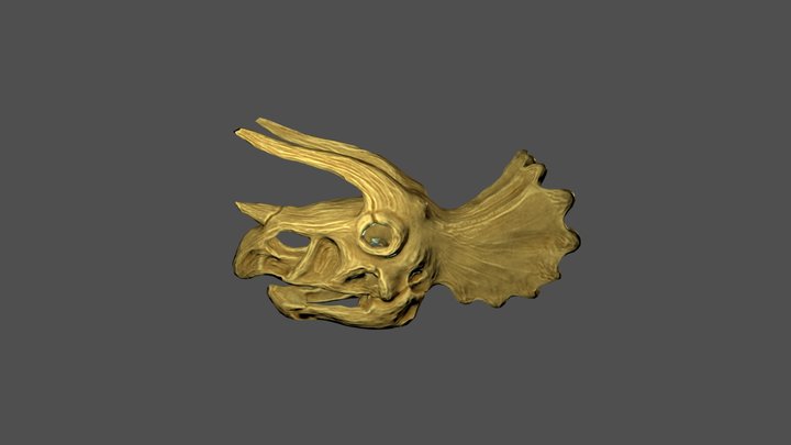 Triceratops Skull 3D Model