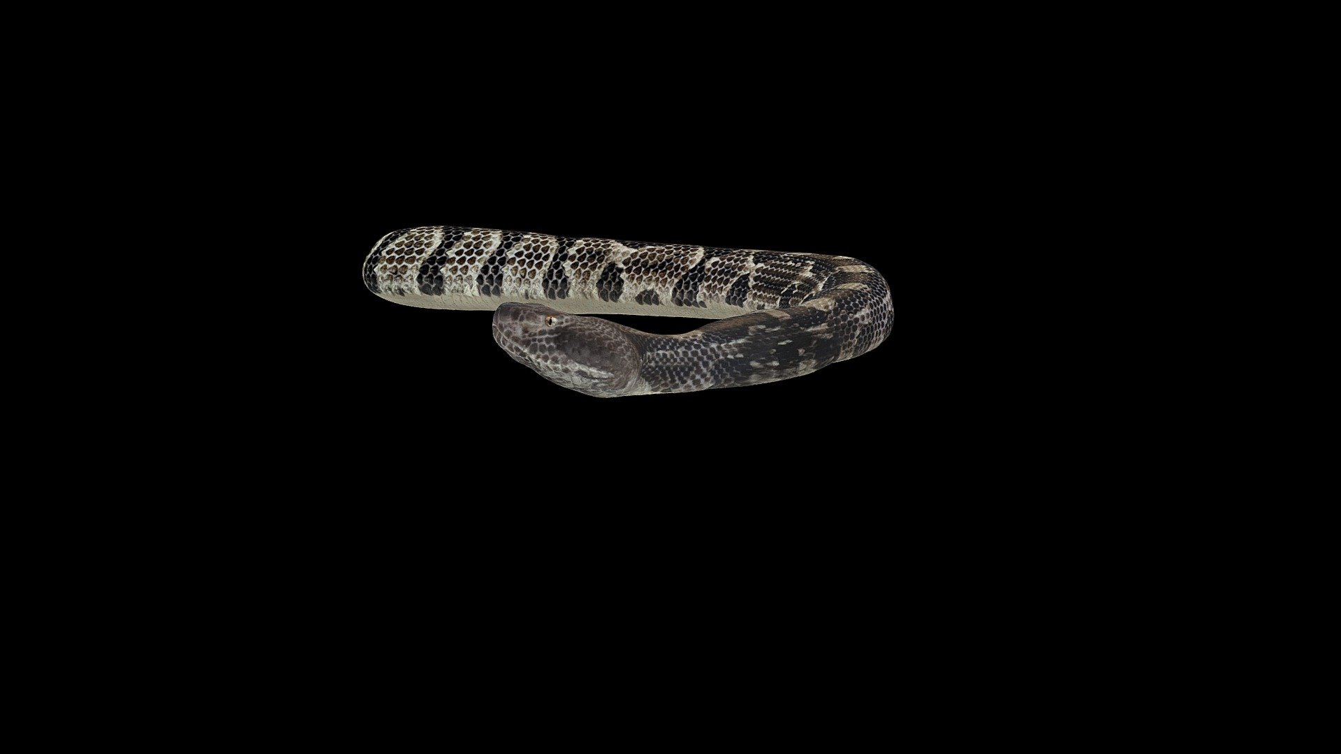 Model 31A - Timber Rattlesnake
