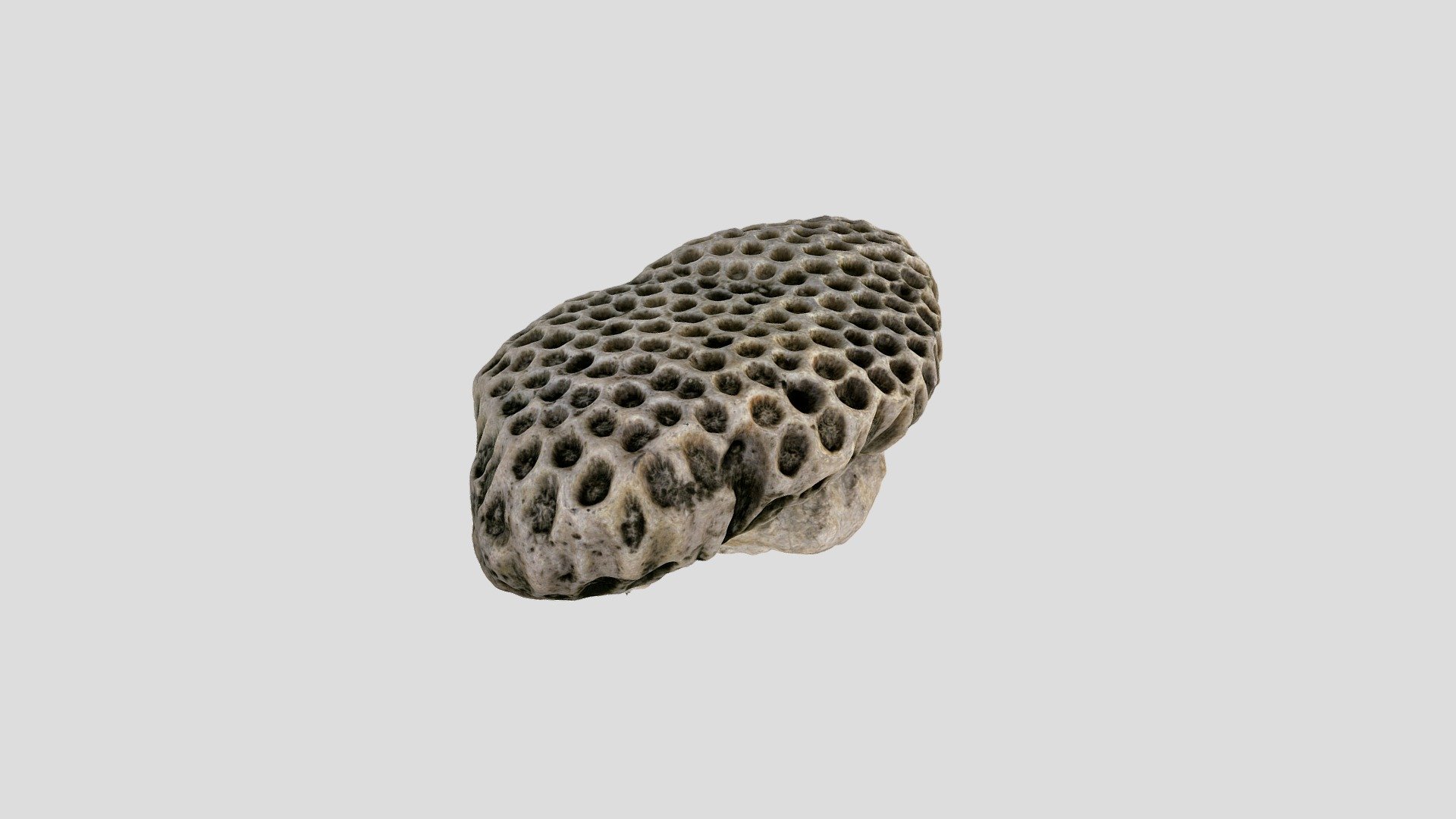 Coral CC