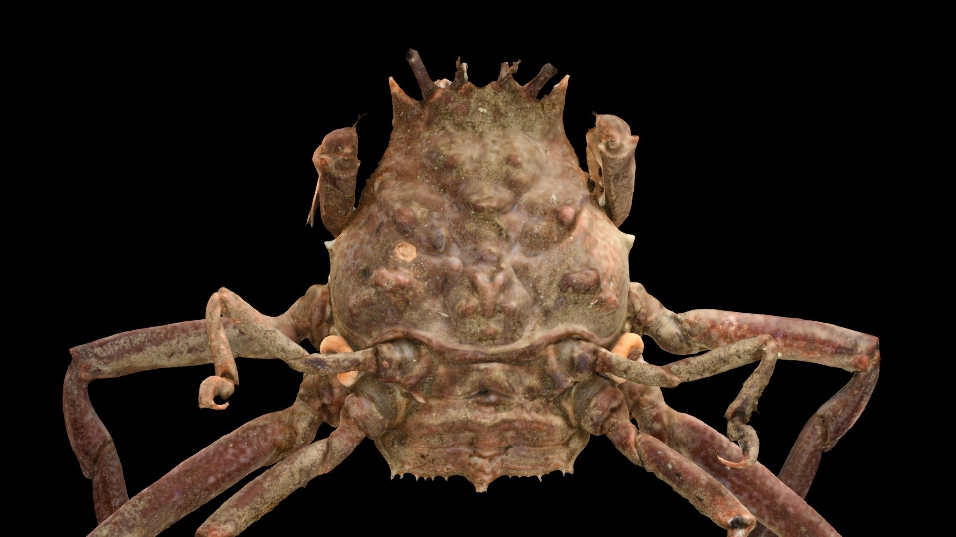キメンガニ ♀ Demonfaced Crab, Dorippe sinica Download Free 3D model by ffish.asia /