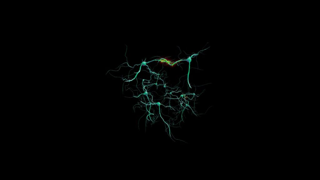 Neurons