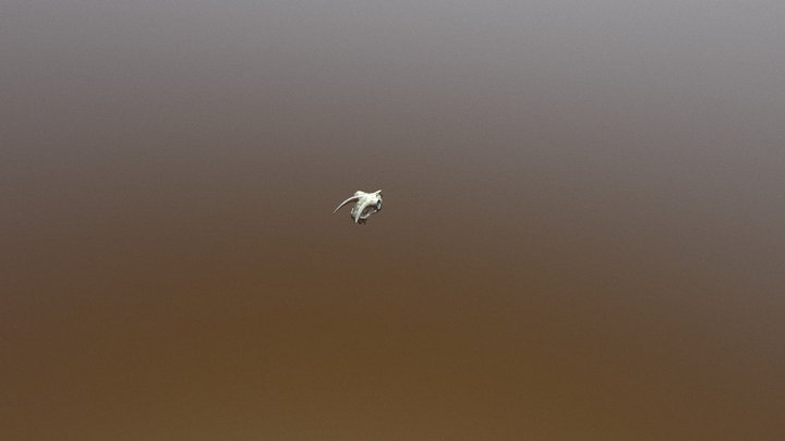 goat skull 3D Model