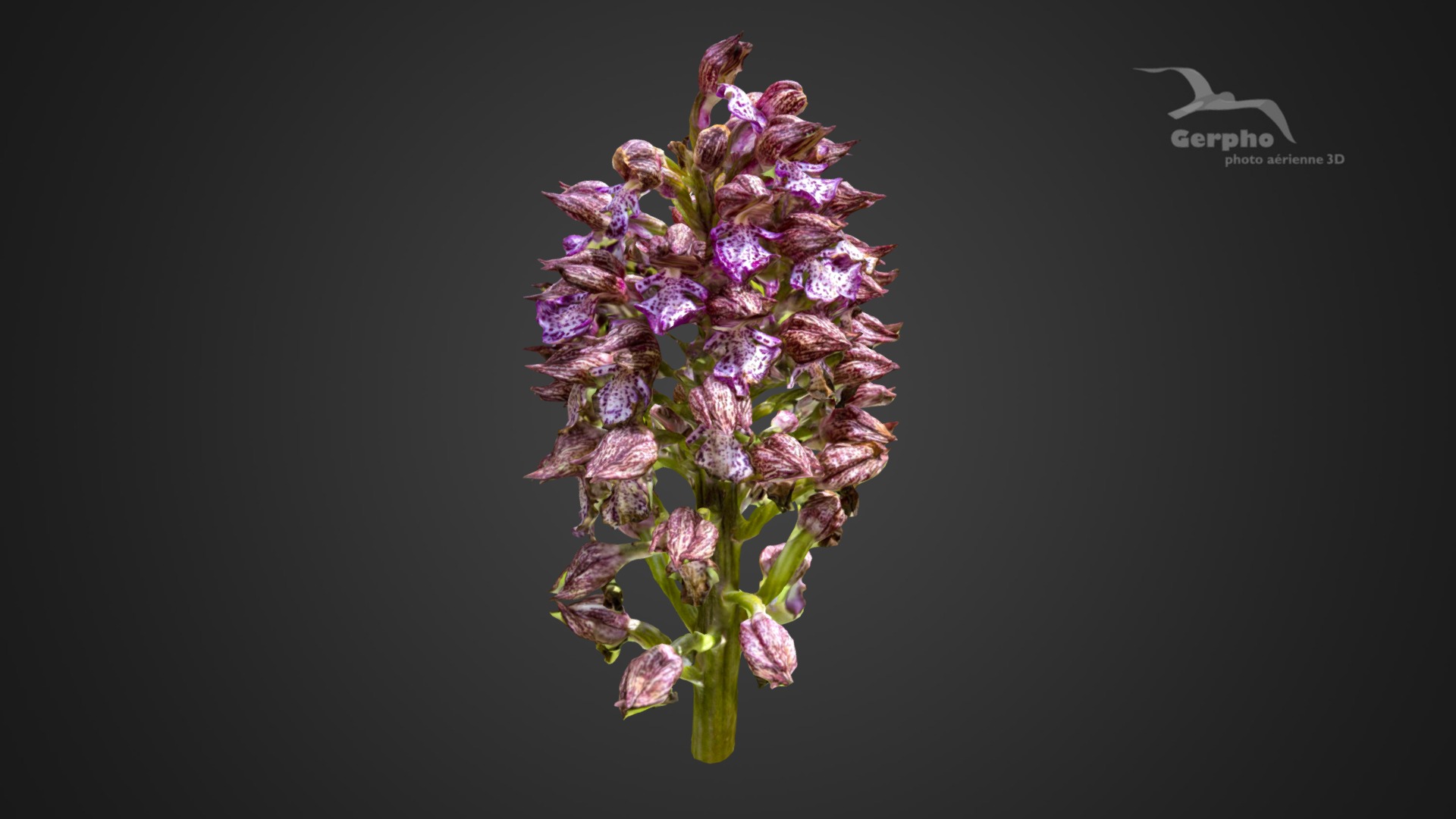 3D model Lady Orchid - This is a 3D model of the Lady Orchid. The 3D model is about a close up of a flower.