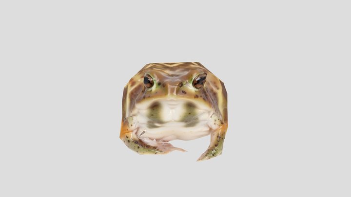 rain Frog 3D Model
