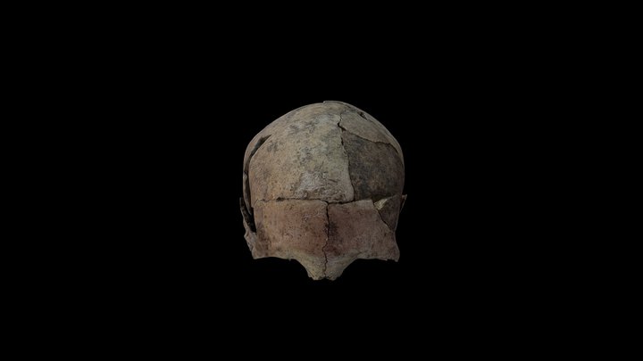 Cráneo humano 3D Model