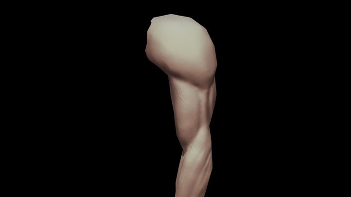 Limb 3D Model