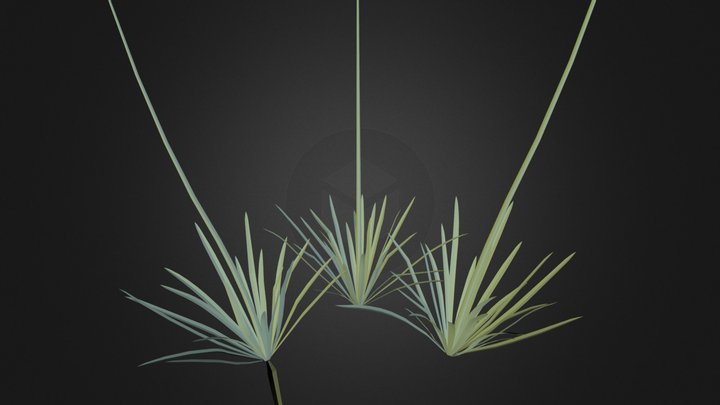 Eremurus bungei.3ds 3D Model