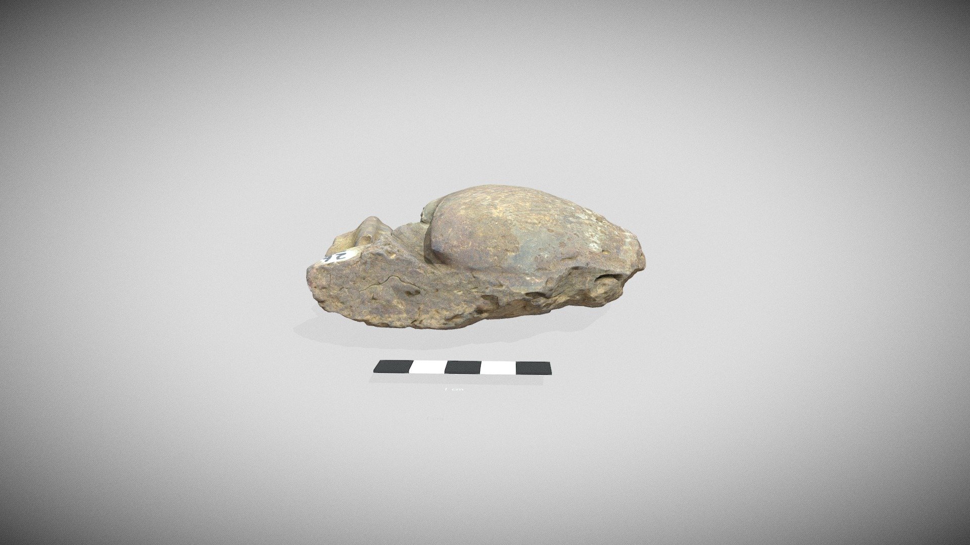 Bivalve internal mould