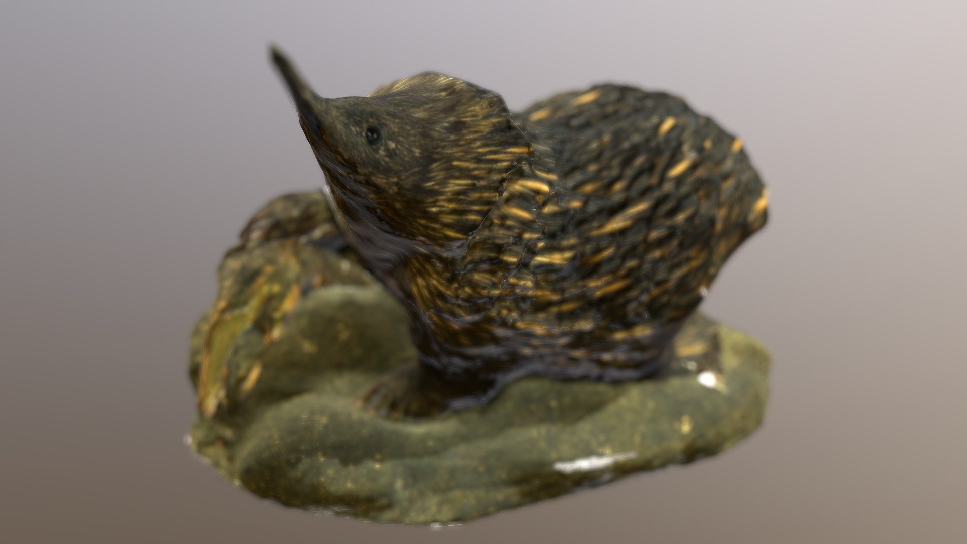 Ехидна | Echidna