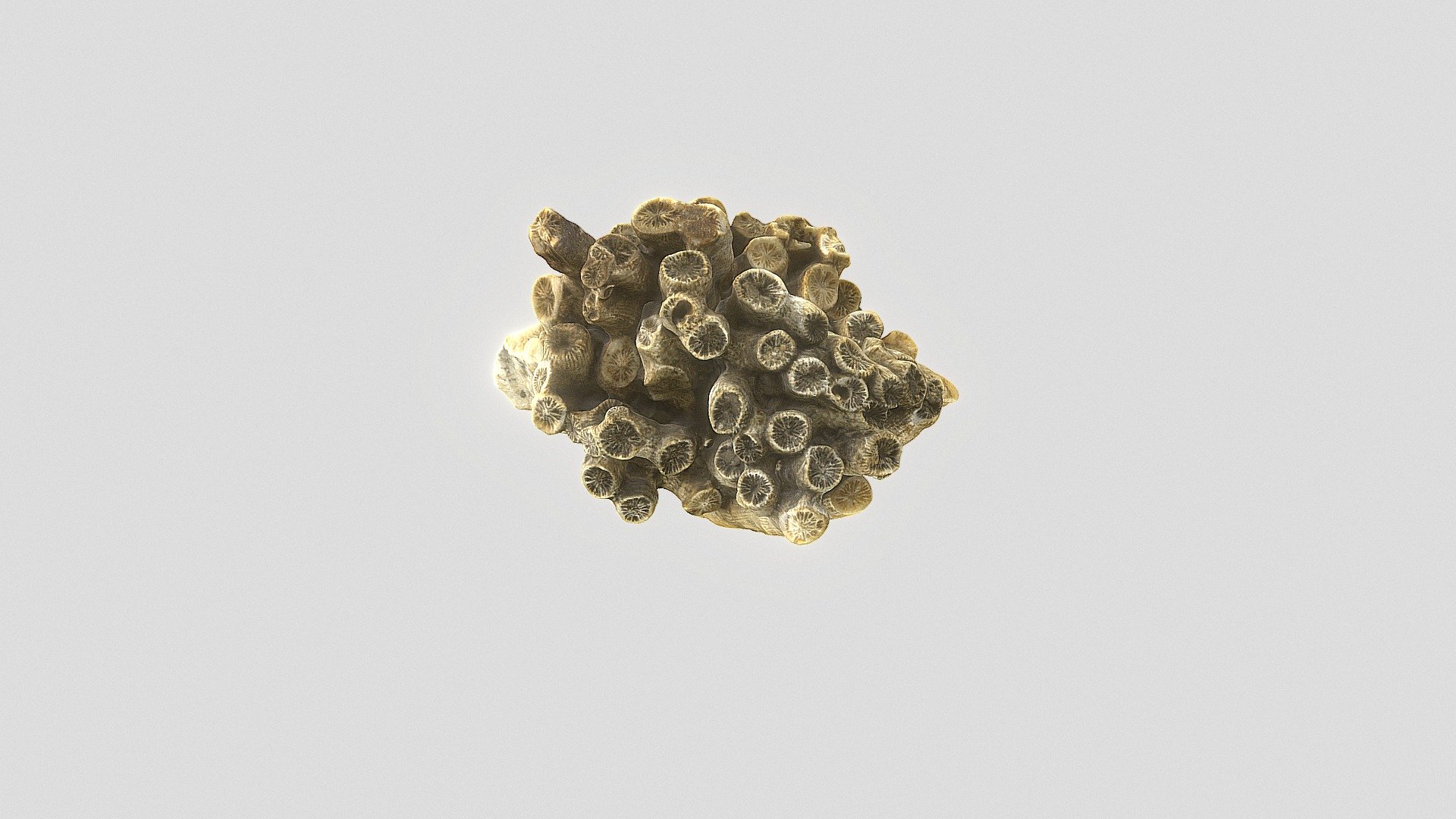 Cladocora caespitosa