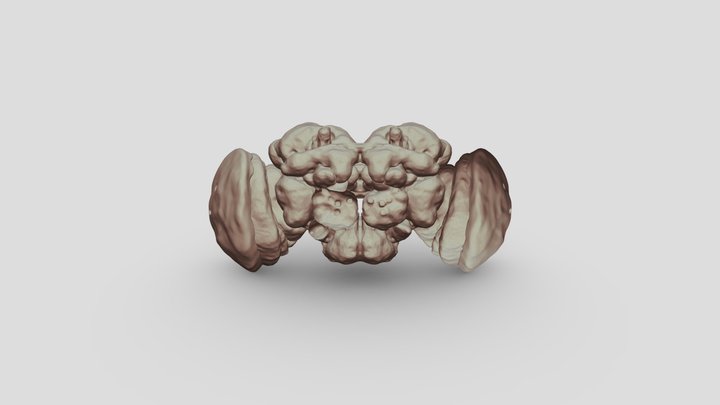 3D MODEL DROSOPHILA BRAIN 3D Model
