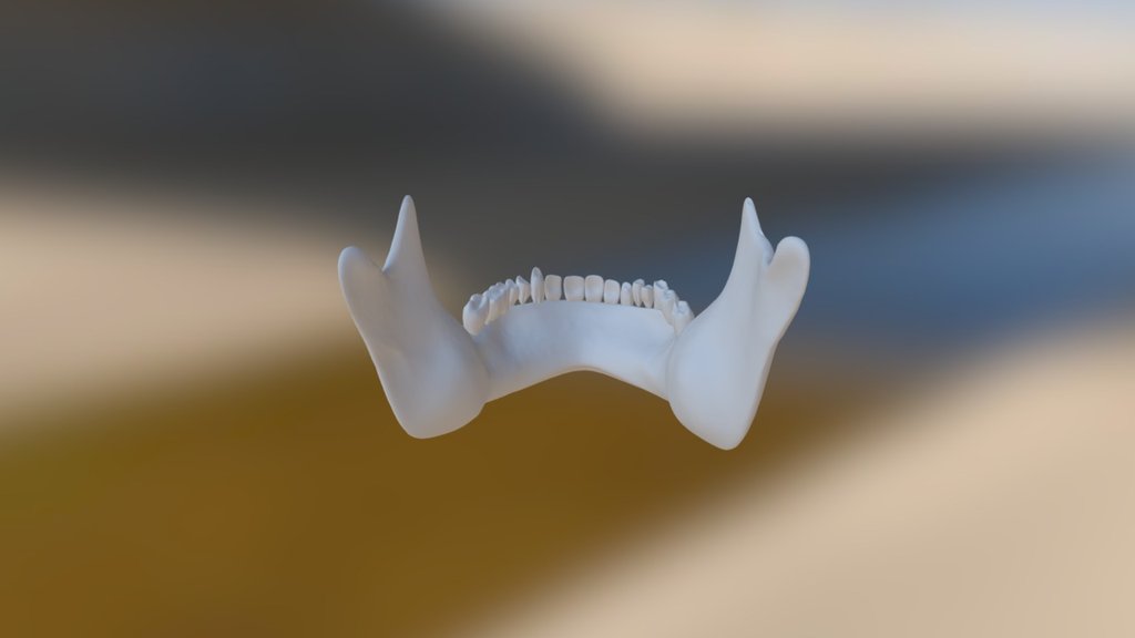 Neanderthal Lower Jaw - 3D model by bmcmatias [87078fd] - Sketchfab