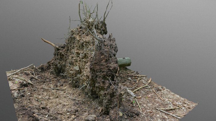 Uprooted fallen hornbeam tree