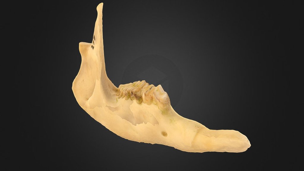 Hare Wallaby Jaw Right