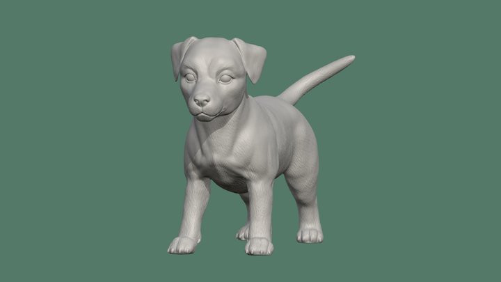 Uploads_files_3155236_jack+russell+puppy 3D Model