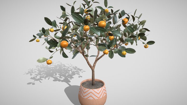 Mandarin tree in a pot (3D) 3D Model