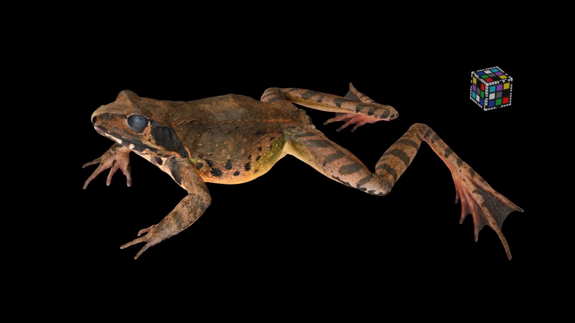 ヤマアカガエル ♀ Montane Brown Frog, Rana ornativentris