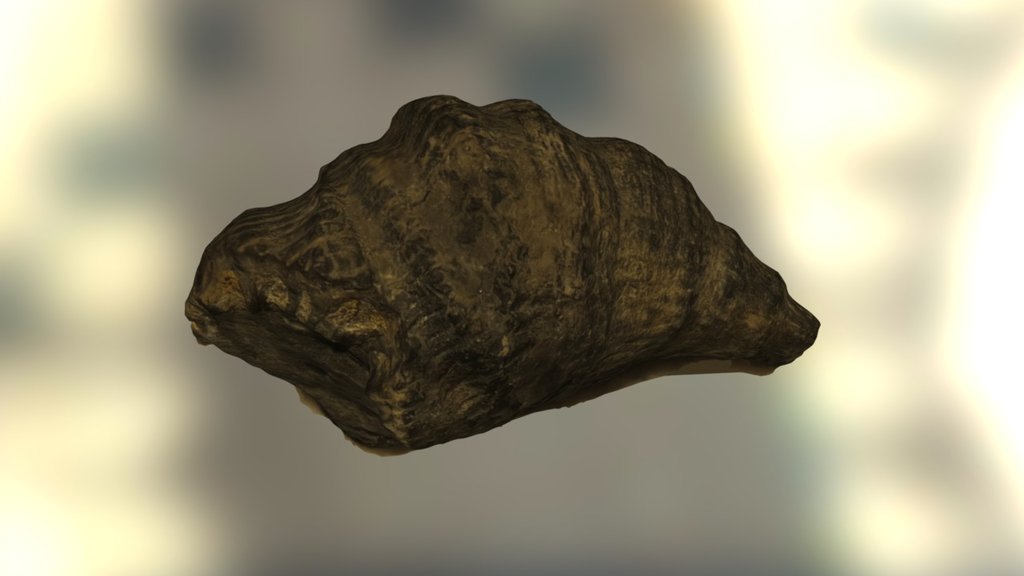 Horn Coral 2
