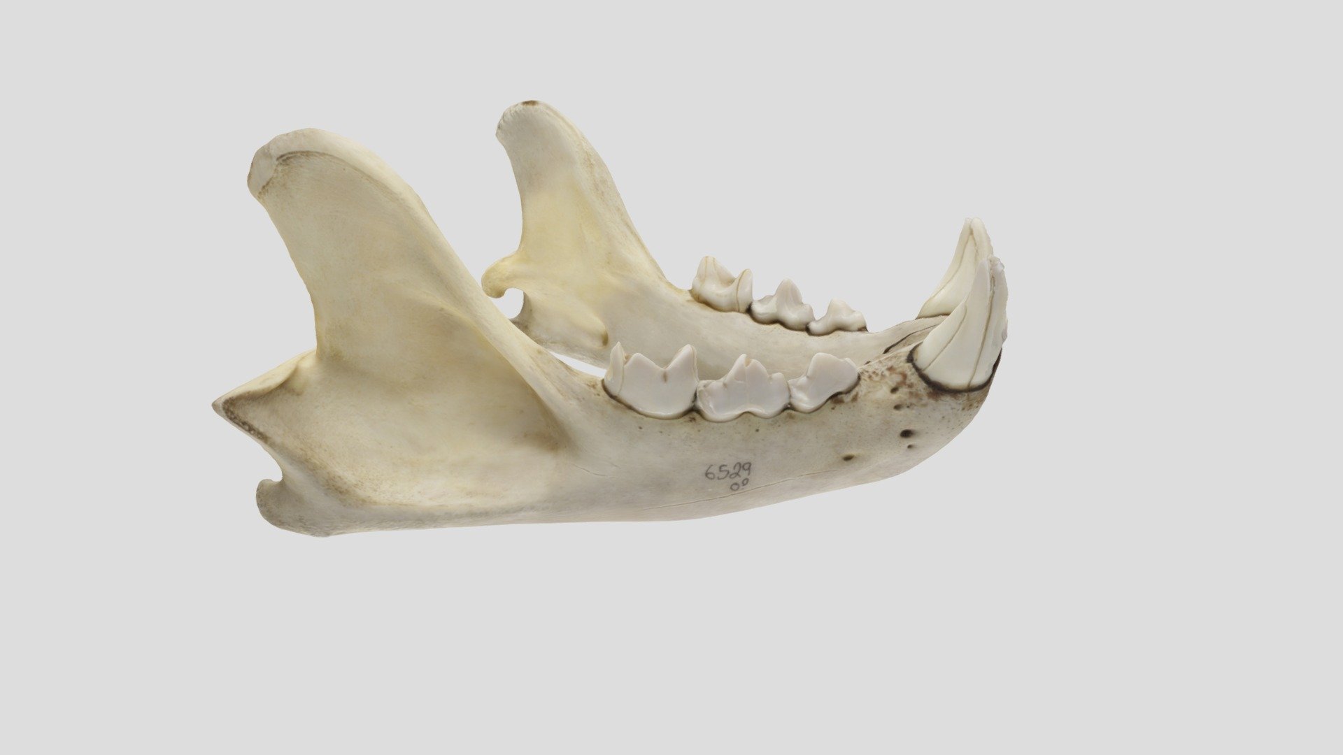 UWYMV 6529, Puma concolor hippolestes - Mandible - Download Free 3D ...