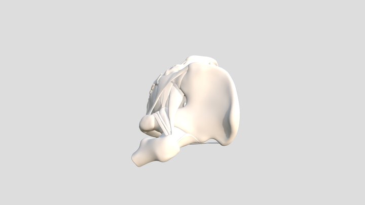 Pelvis 1 Color 3D Model