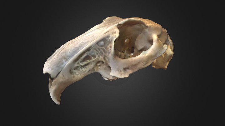 Crane Lapin – Modèle 3D gratuit STL