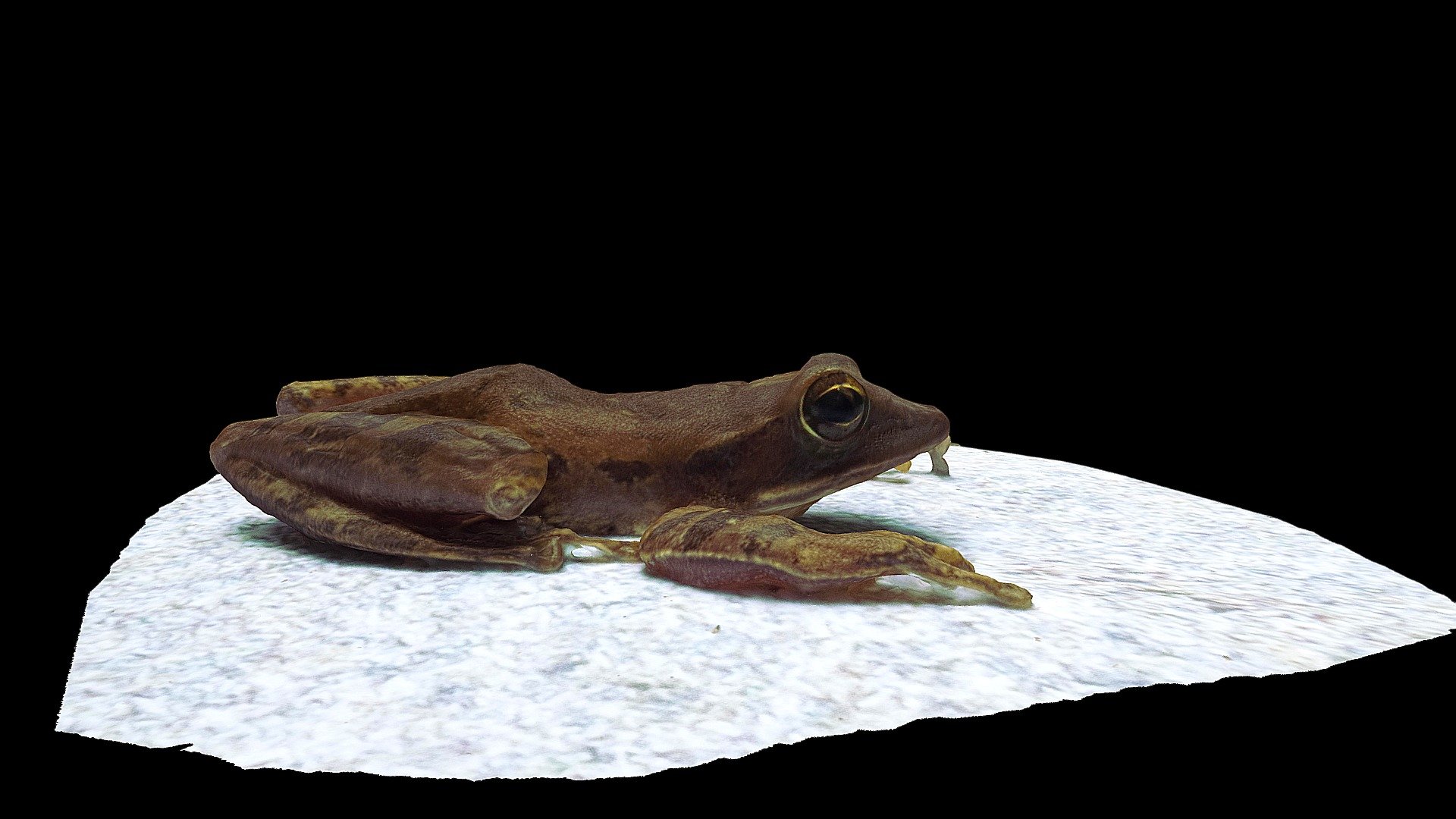 Model 44 - Polypedates leucomystax