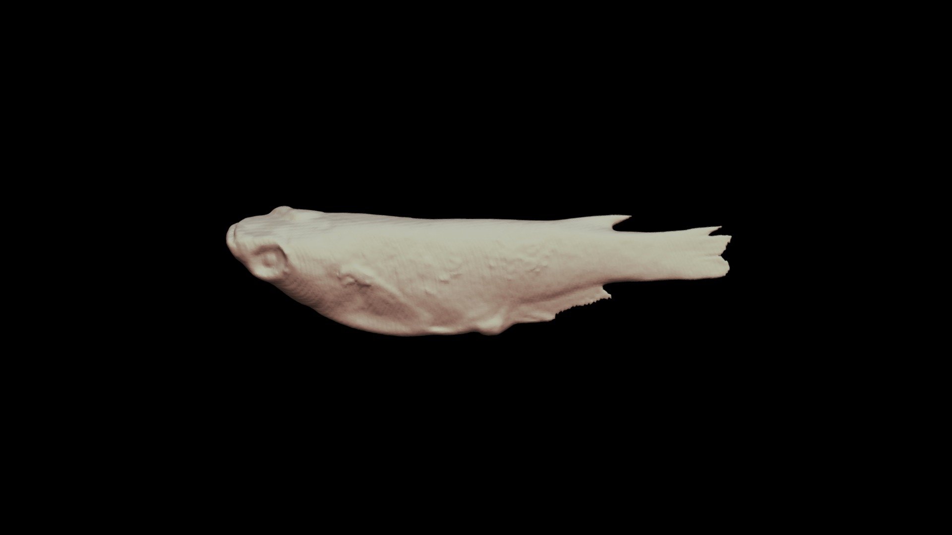 キタノメダカ Japanese ricefish, Oryzias sakaizumii