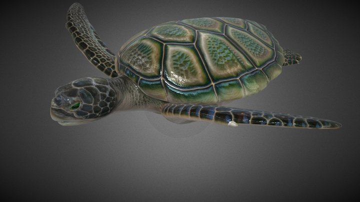 Turtle Green 3D Model