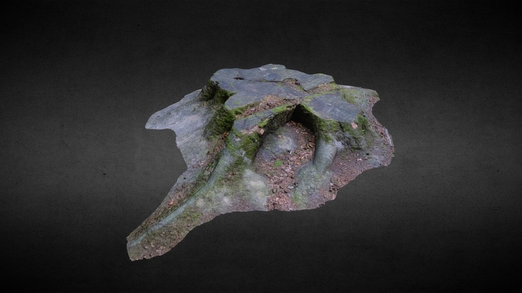 Tree stump in a forest