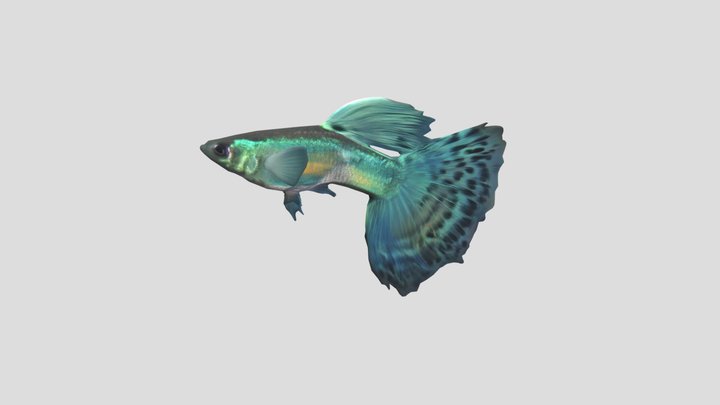 Bi-Coloured Guppy Male – Modello 3D gratuito STL