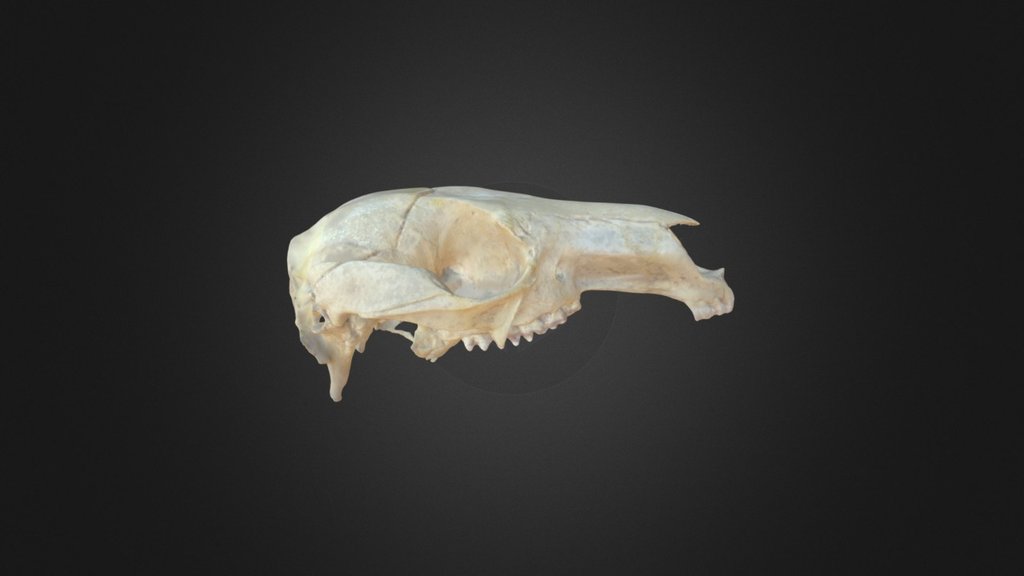 Macropus rufogriseus, skull