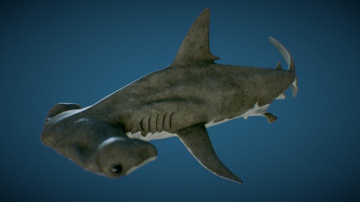 Hammerhead Shark  |Game Ready| 3D Model