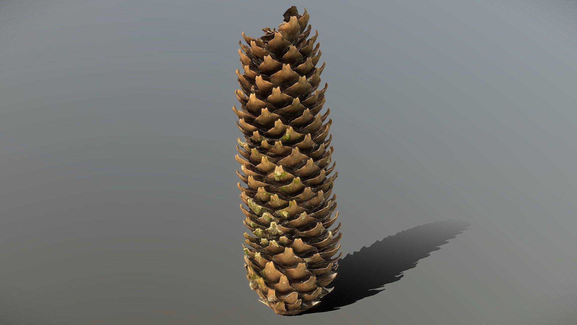 Spruce Cone